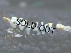 画像1: 157　R 【KOREA MAX！】新種系色々MIXお宝コスパ100連発！【SECOND】