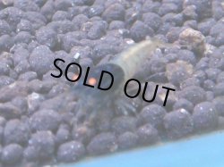 画像1: 280 R 【KOREA MAX！】新人初登場！ウルトラコスパならアユチャンス！【SECOND】