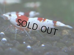 画像1: 032　R 【KOREA MAX！】ニューブリーダーAwsomeのレッドビー【SECOND】