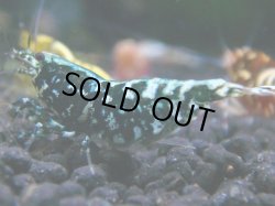 画像1: 131　R 【KOREA MAX！】新種系色々MIXお宝コスパ100連発！【SECOND】