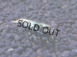 画像1: 271 R 【KOREA MAX！】新人初登場！ウルトラコスパならアユチャンス！【SECOND】