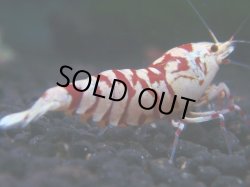 画像1: 106　R 【KOREA MAX！】新種系色々MIXお宝コスパ100連発！【SECOND】