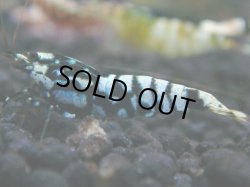 画像1: 163　R 【KOREA MAX！】新種系色々MIXお宝コスパ100連発！【SECOND】