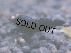 画像1: 215　R 【KOREA MAX！】コスパMAXミポリンフラッシュ！【SECOND】