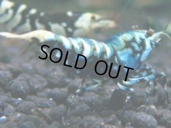 画像1: 159　R 【KOREA MAX！】新種系色々MIXお宝コスパ100連発！【SECOND】