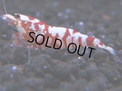 画像1: 060　R 【KOREA MAX！】オールKOREA！人気のレッドファンシータイガー【SECOND】