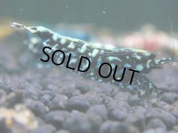 画像1: 116　R 【KOREA MAX！】新種系色々MIXお宝コスパ100連発！【SECOND】