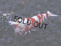 画像1: 292 R 【KOREA MAX！】新人初登場！ウルトラコスパならアユチャンス！【SECOND】