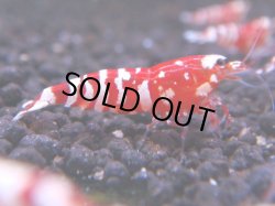 画像1: 066　R 【KOREA MAX！】オールKOREA！人気のレッドファンシータイガー【SECOND】