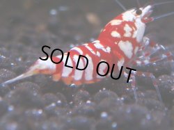 画像1: 097　R 【KOREA MAX！】オールKOREA！人気のレッドファンシータイガー【SECOND】