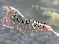 画像1: 127　R 【KOREA MAX！】新種系色々MIXお宝コスパ100連発！【SECOND】