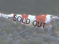 画像1: 028　R 【KOREA MAX！】ニューブリーダーAwsomeのレッドビー【SECOND】