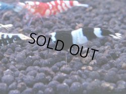 画像1: 252　R 【KOREA MAX！】新人初登場！ウルトラコスパならアユチャンス！【SECOND】