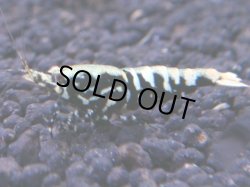 画像1: 276 R 【KOREA MAX！】新人初登場！ウルトラコスパならアユチャンス！【SECOND】