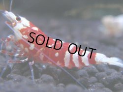 画像1: 198　R 【KOREA MAX！】新種系色々MIXお宝コスパ100連発！【SECOND】