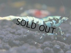 画像1: 142　R 【KOREA MAX！】新種系色々MIXお宝コスパ100連発！【SECOND】