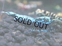 画像1: 122　R 【KOREA MAX！】新種系色々MIXお宝コスパ100連発！【SECOND】