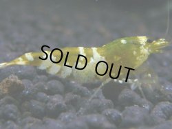 画像1: 126　R 【KOREA MAX！】新種系色々MIXお宝コスパ100連発！【SECOND】