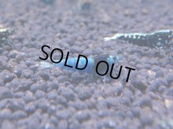 画像1: 283 R 【KOREA MAX！】新人初登場！ウルトラコスパならアユチャンス！【SECOND】