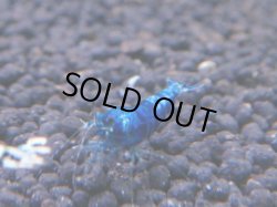 画像1: 259 R 【KOREA MAX！】新人初登場！ウルトラコスパならアユチャンス！【SECOND】