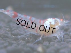 画像1: 113　R 【KOREA MAX！】新種系色々MIXお宝コスパ100連発！【SECOND】