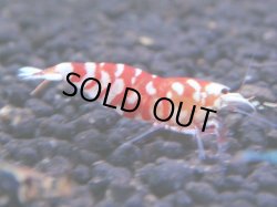 画像1: 206　R 【KOREA MAX！】コスパMAXミポリンフラッシュ！【SECOND】