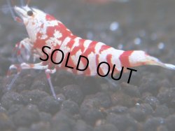 画像1: 093　R 【KOREA MAX！】オールKOREA！人気のレッドファンシータイガー【SECOND】