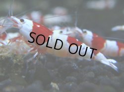 画像1: 019　R 【KOREA MAX！】ニューブリーダーAwsomeのレッドビー【SECOND】