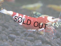 画像1: 190　R 【KOREA MAX！】新種系色々MIXお宝コスパ100連発！【SECOND】