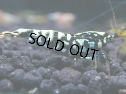 画像1: 179　R 【KOREA MAX！】新種系色々MIXお宝コスパ100連発！【SECOND】