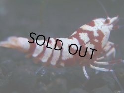 画像1: 154　R 【KOREA MAX！】新種系色々MIXお宝コスパ100連発！【SECOND】