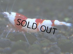 画像1: 045　R 【KOREA MAX！】ニューブリーダーAwsomeのレッドビー【SECOND】