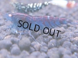 画像1: 250　R 【KOREA MAX！】コスパMAXミポリンフラッシュ！【SECOND】