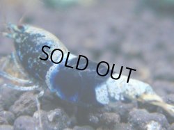 画像1: 140　R 【KOREA MAX！】新種系色々MIXお宝コスパ100連発！【SECOND】