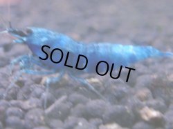 画像1: 213　R 【KOREA MAX！】コスパMAXミポリンフラッシュ！【SECOND】