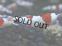 画像1: 021　R 【KOREA MAX！】ニューブリーダーAwsomeのレッドビー【SECOND】