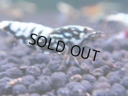 画像1: 220　R 【KOREA MAX！】コスパMAXミポリンフラッシュ！【SECOND】