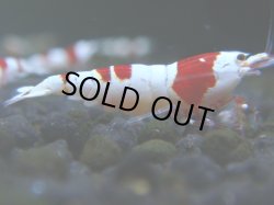 画像1: 017　R 【KOREA MAX！】ニューブリーダーAwsomeのレッドビー【SECOND】