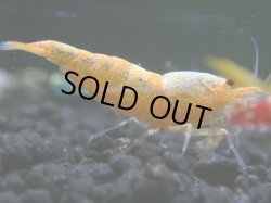 画像1: 119　R 【KOREA MAX！】新種系色々MIXお宝コスパ100連発！【SECOND】