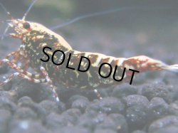 画像1: 123　R 【KOREA MAX！】新種系色々MIXお宝コスパ100連発！【SECOND】