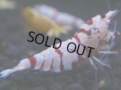 画像1: 160　R 【KOREA MAX！】新種系色々MIXお宝コスパ100連発！【SECOND】