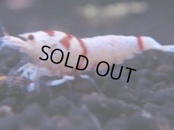 画像1: 240　R 【KOREA MAX！】コスパMAXミポリンフラッシュ！【SECOND】