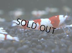 画像1: 011　R 【KOREA MAX！】ニューブリーダーAwsomeのレッドビー【SECOND】