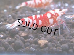 画像1: 098　R 【KOREA MAX！】オールKOREA！人気のレッドファンシータイガー【SECOND】