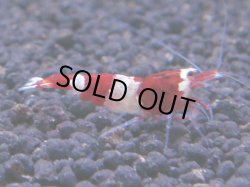 画像1: 277 R 【KOREA MAX！】新人初登場！ウルトラコスパならアユチャンス！【SECOND】