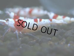 画像1: 016　R 【KOREA MAX！】ニューブリーダーAwsomeのレッドビー【SECOND】