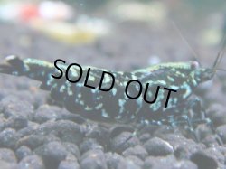 画像1: 155　R 【KOREA MAX！】新種系色々MIXお宝コスパ100連発！【SECOND】