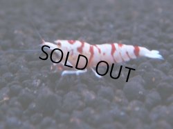 画像1: 256 R 【KOREA MAX！】新人初登場！ウルトラコスパならアユチャンス！【SECOND】