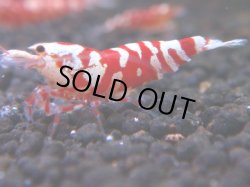 画像1: 063　R 【KOREA MAX！】オールKOREA！人気のレッドファンシータイガー【SECOND】