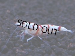 画像1: 269 R 【KOREA MAX！】新人初登場！ウルトラコスパならアユチャンス！【SECOND】